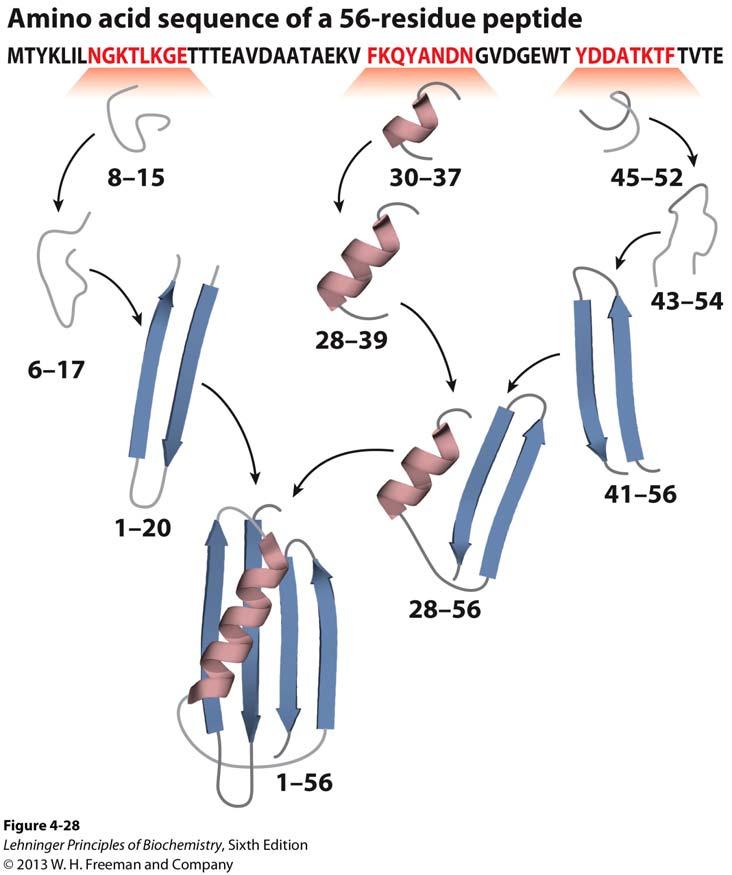 Proteins folding