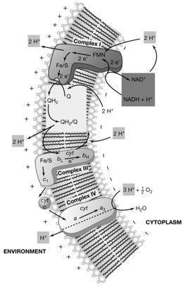 Electron transport chain and