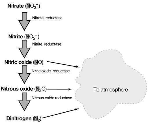 (+II) Nitrous oxide (av.