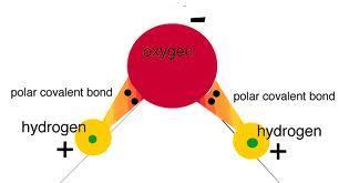 Types of Covalent bonds Pure Covalent (also called non-polar covalent)