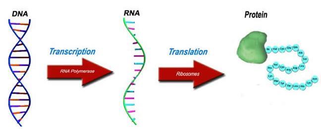 Mapping between Biology to Analog Electronics dmrna dt = α RNAp mrna τ mrna dprotein dt = α 2 mrna Protein τ p α = V mrna