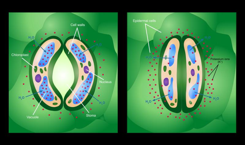 BIOL 1134 3 Figure 3. Stomatal complex with guard cells swollen and stoma open (left) and guard cells flaccid and stoma closed (right).