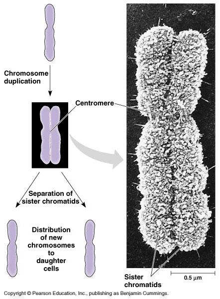 Each duplicated chromosome consists of two sister chromatids which contain identical copies of the chromosome s DNA.