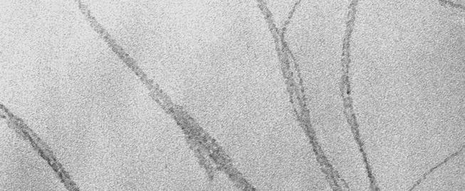 Figure S2. Dark field STEM images of the nanostrands obtained from 2.4 mm aminoethanol and 4 mm (NO 3 ) 2 after 30-min aging.