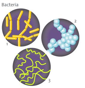 Two major groups of Kingdom Monera Archeabacteria Most primitive organisms on earth Found in very harsh environments Eubacteria True Bacteria Disease causing bacteria in this group Characteristics of