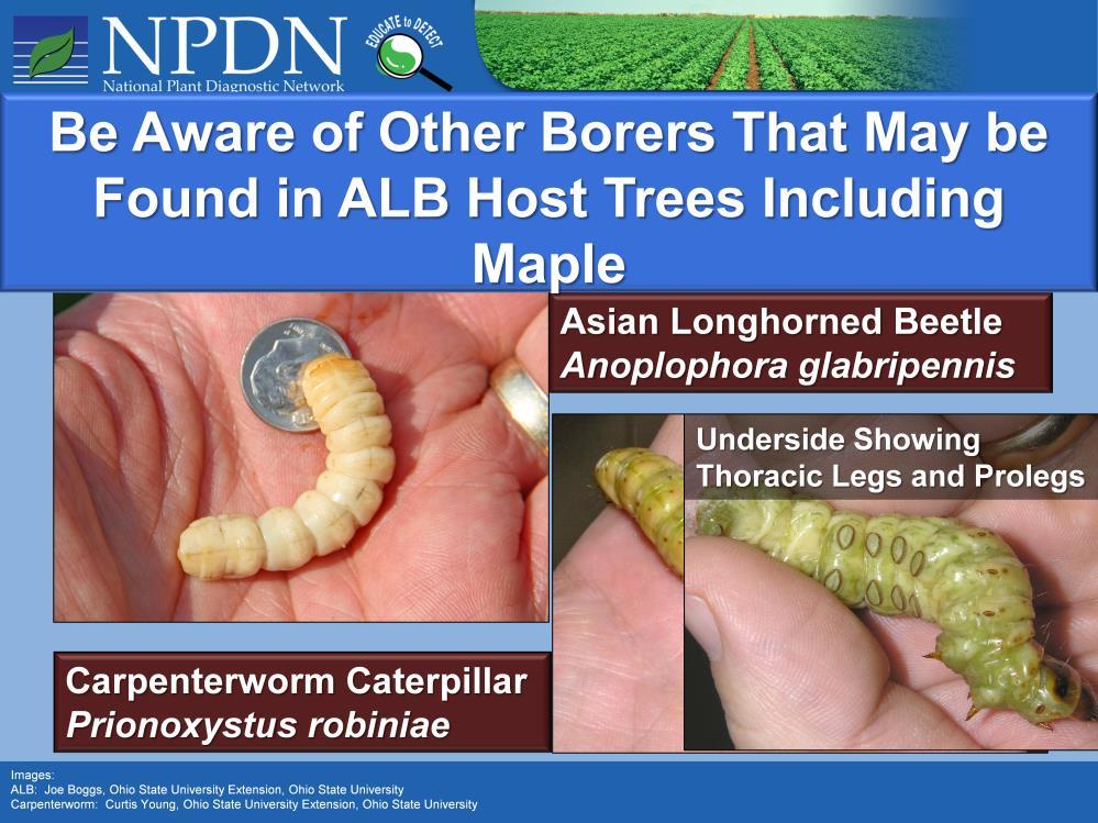 Be Aware of Other Borers that may be found in ALB host trees including maples! 1) There are many species of native borers that may infest ALB host trees.