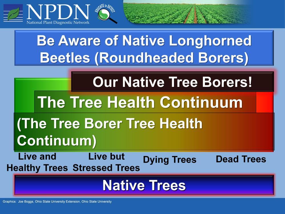 The Tree Health Continuum and the associated Tree Borer Tree Health Continuum demonstrates that our native borers select live but stressed, dying, or dead trees.