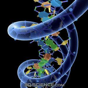Create genetic material DNA (deoxyribonucleic acid).