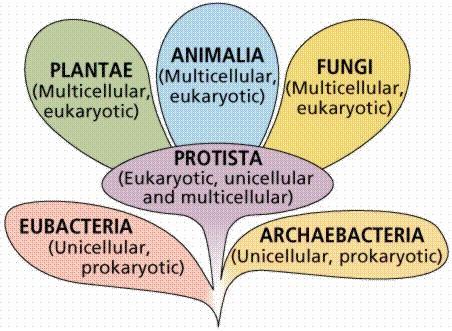 How are organisms classified into Domains & Kingdoms?