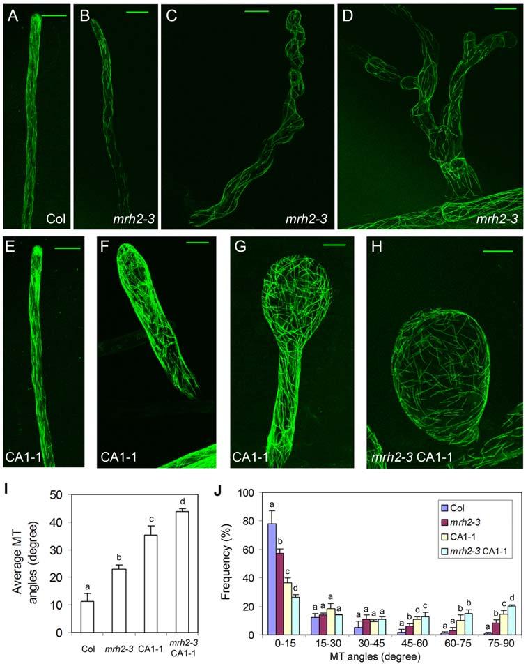 Figure 4. MT organization in mrh2-3, CA1-1, and mrh2-3 CA1-1 root hairs. Representative GFP-MBD images in various genotypes that contain the 35S:GFP-MBD construct.