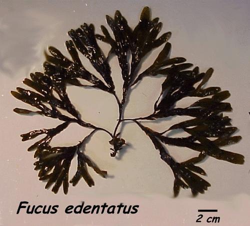 Common brown algae: Fucus Attaches to rocks in the intertidal zone.