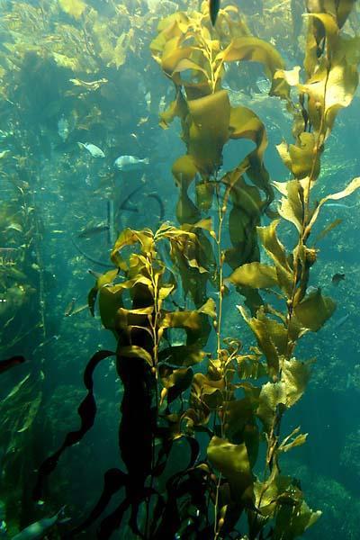 Brown algae: Kelp Lives in the