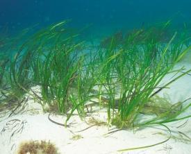 Sea Grass Sea grass is found in shallow