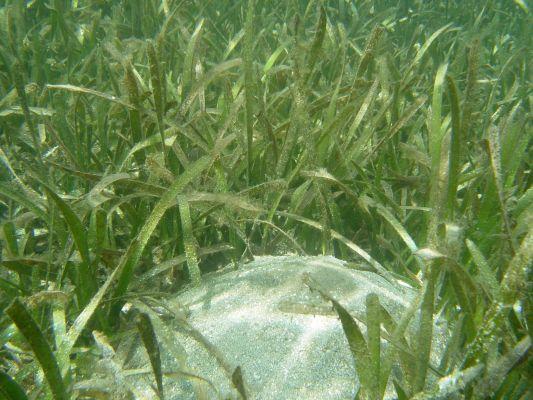 How does sea grass reproduce?
