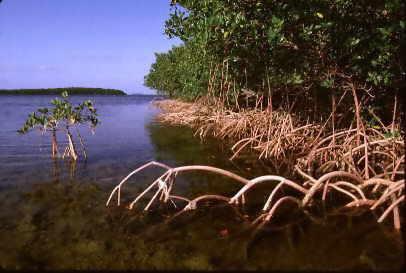 Mangrove Trees Mangrove trees are found along tropical shores around the world.