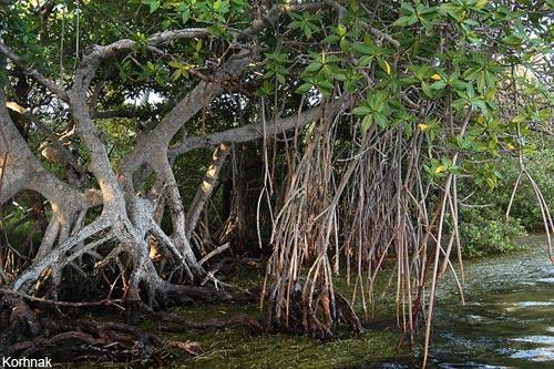 Mangrove Communities Mangrove trees receive nutrients that are carried in by tides and from decaying organisms
