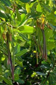 Mangroves: seedpods Seedpods dangle from the branches and can be 10 to 12 cm in