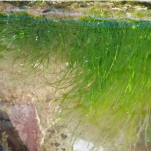 Nonvascular Plants: Algae water passes