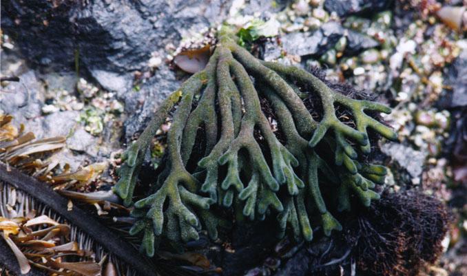 Green Algae Codium & Acetabularia Live in the subtidal zone.