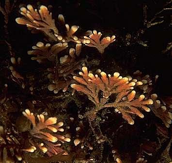 Red Algae Found on rocky shores & at greater depths than other algae.