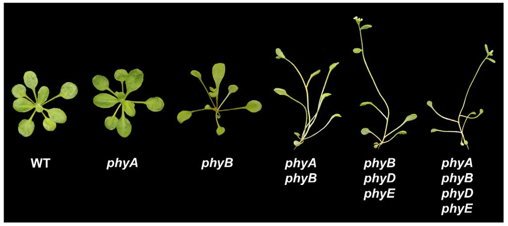 Phytochrome Signaling Mechanisms 7 of 26 Figure 6. phya, phyb, phya phyb, phyb phyd phye, phya phyb phyd phye plants grown under white light rather than the induction of physiological responses.