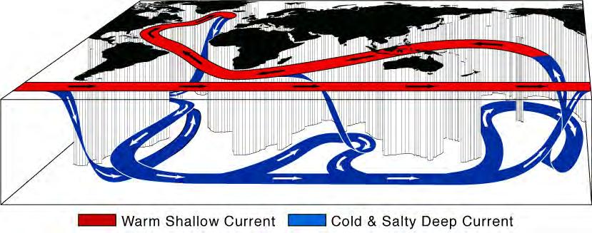 Figure 2.19 The thermohaline circulation (cont.) Deep water formation in a few small regions that produce densest water e.g., off Greenland, Labrador Sea, regions around Antarctica.