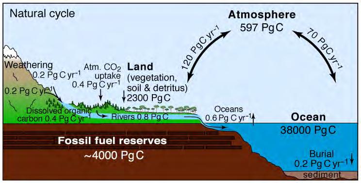 Figure 2.21a, The carbon cycle, cont d land biomass reservoir (vegetation, soils and vegetation detritus such as leaf litter) ~2300 PgC; preindustrial atm.