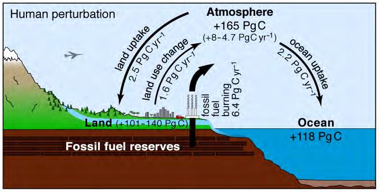Figure 2.21b, The carbon cycle, cont d Atmospheric concentrations of CO 2 rise by about 1 ppm for each 2.
