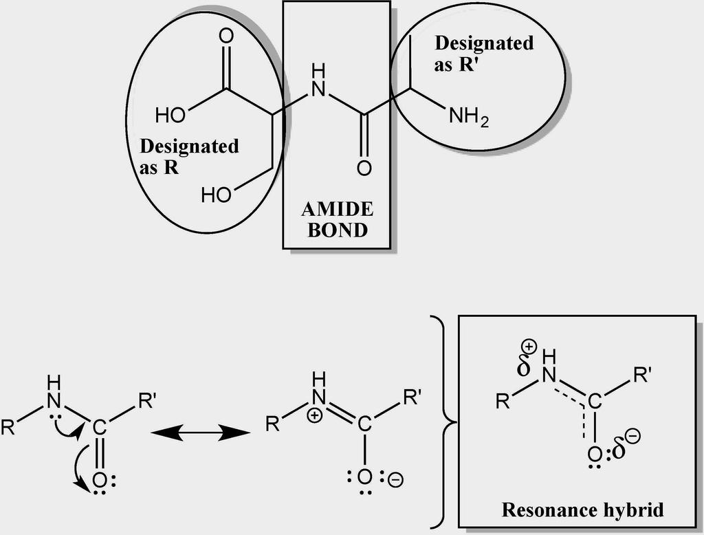 DIF: Medium REF: 1.10 1.11 OBJ: Deduce and draw the resonance structures that contribute to the resonance hybrid, and vice versa. MSC: Creating 20.