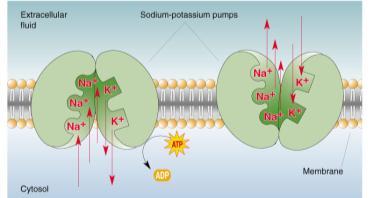 Slide 34 sodium potassium pump breaks down ATP in presence of internal Na+ 70%