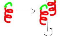 So here is our protein, RGFP (Red-Green Fluorescent Protein) serving as a structural motif : If we just repeat this motif in three dimensions, we have realized the most simple way to form a crystal.