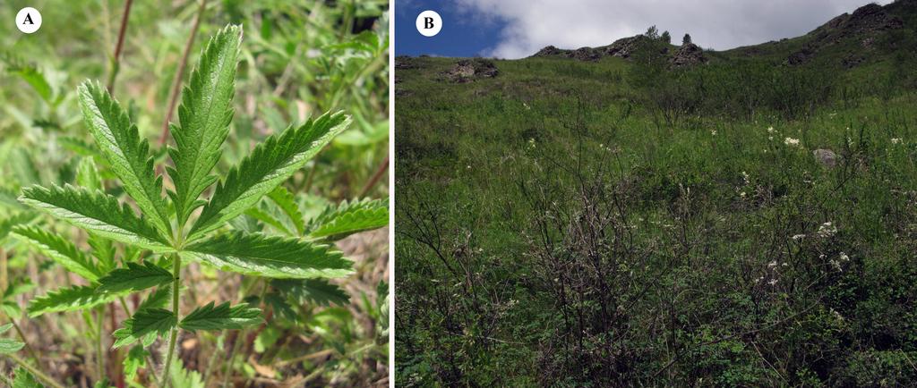 43 Fig. 2. Potentilla chemalense: A вasal leaf with terminal leaflet on the petiolule; B the habitat of P. chemalense (type locality). Photographs by Alexey Kechaykin. REFERENCES Danihelka J.