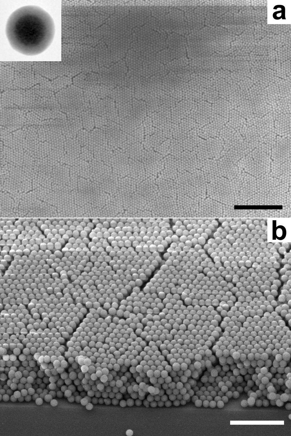 FIG. 1. Scanning electron micrographs (SEM) of a planar photonic crystal of close-packed core-shell colloidal particles. (a) Top view of the crystal showing a [111]-crystal plane.