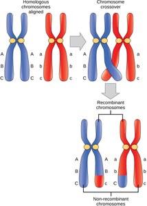 OpenStax-CNX module: m58013 3 Figure 1: In this illustration of the eects of crossing over, the blue chromosome came from the individual's father and the red chromosome came from the individual's