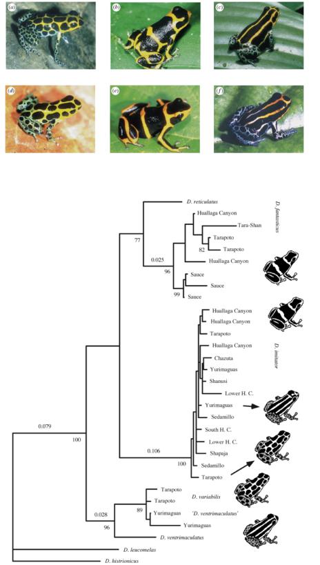 Shows one example of Mullerian mimicry through convergence, but shared ancestry explains most populations. Evolution of Poison Frog Coloration Dendrobates imitator D.