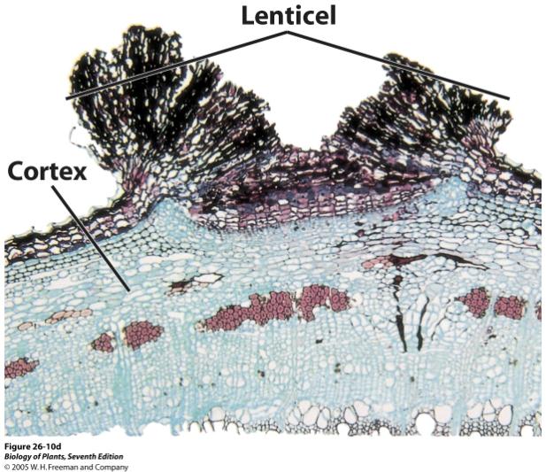 with numerous intercellular spaces, allowing for gas exchange. 1. PREPARED SLIDE: Sambucus lenticel (cross-section). A single lenticel has been sectioned (as in the above Figure).