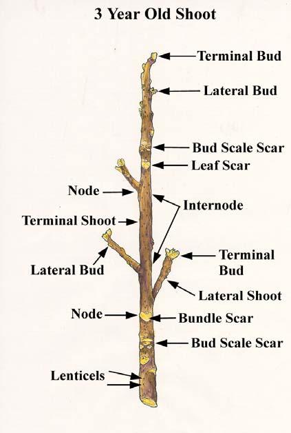 B. Woody Stem Morphology 1. Select a twig from those available on your bench. OBSERVE the twig and IDENTIFY all of the structures indicated in the figure.
