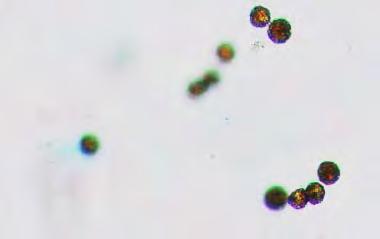 lactuca U. lactuca F. F. distichus >10 8 CFU/ g wt 1 2 3 4 5 Killed cells 10 8 Control 10 Z.