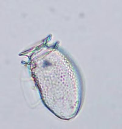 Raphidophytes Total (cells/ L)