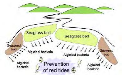 Reserch Goal Schematic representation of strategies for preventing red tide occurrences by sea grass beds (Imai et al.