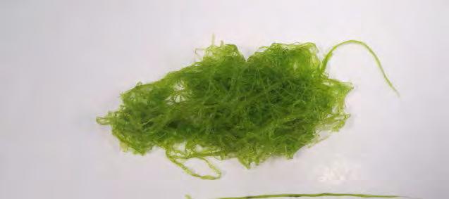 Material and Methods Z. marina Seagrass Sampled species U. lactuca Green algae Z.