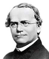 Gregor Johann Mendel (1822 1884) Austrian Augustinian priest and scientist, often called the father of genetics; worked out the laws of heredity by careful