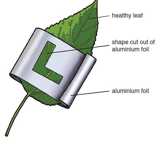 Methd: Cut a shape int a wide strip f tinfil. Wrap the tin fil arund the leaf with the shape n the tp f the leaf. Yu dn t have t cver the whle leaf. Leave the plant in the sun fr several hurs.