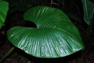 I. List of plant adaptations to tropical climates large