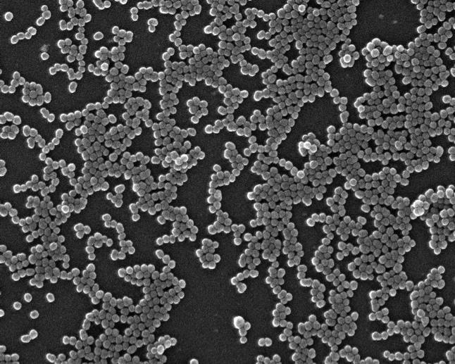 particle size: 60nm +/- 6nm SEM micrograph of amorphous 1% Fe