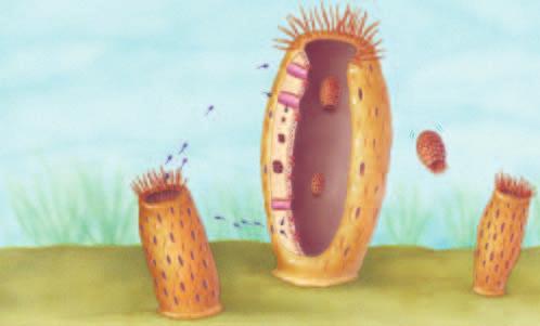 Figure 11 Sponges release sperm into the water. Sperm float until they are drawn into another sponge. A sperm fertilizes an egg and a larva develops inside the sponge.