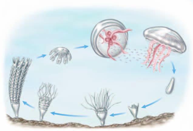 Figure 15 Cnidarians that spend most of their life as medusae reproduce in two stages. One stage involves sexual reproduction and the other stage involves asexual reproduction.