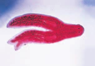 Figure 18 The planarian is a common freshwater flatworm. LM Magnification: 1 LM Magnification: 1 The planarian s eyespots sense light.