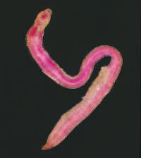 A planarian can be cut in two, and each piece will grow into a new worm. They also have the ability to regenerate. Planarians reproduce sexually by producing eggs and sperm.