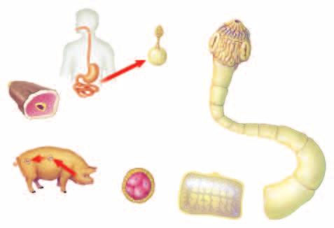 Figure 20 Tapeworms depend on other animals for food and a place to live.